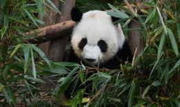 大熊猫视频,大熊猫视频捕捉自然魅力